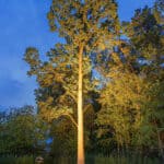 Crea Accent Tuinverlichting project G met Nyche Lighting Norlys en Castaldi (7)